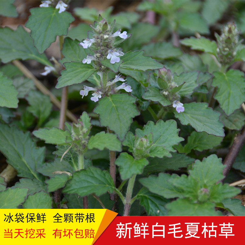 新鲜野生白毛夏枯草500g白毛过冬青破血丹退血草散血草筋骨草