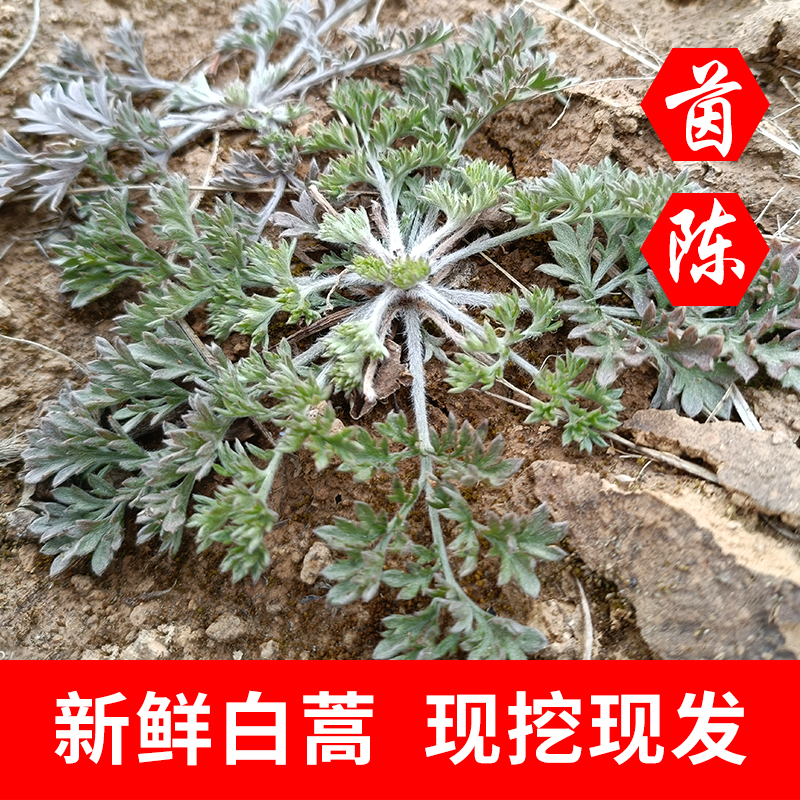 现挖茵陈蒿白蒿苗茵陈草野生嫩芽野菜蒸菜新鲜现挖2斤装时令野菜
