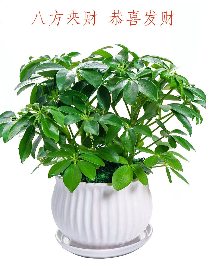 鸭脚木鹅掌树抓财树八方来财客厅大型绿植室内盆栽花卉植物满包邮