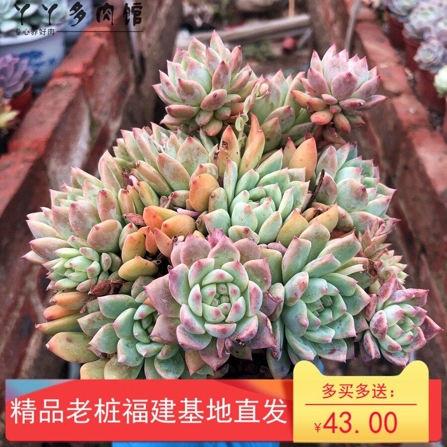 霜花多肉植物多头群生老桩精品小贵货包邮室内绿植花卉组合盆栽