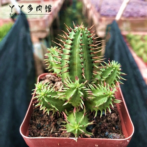 多肉植物火麒麟图片