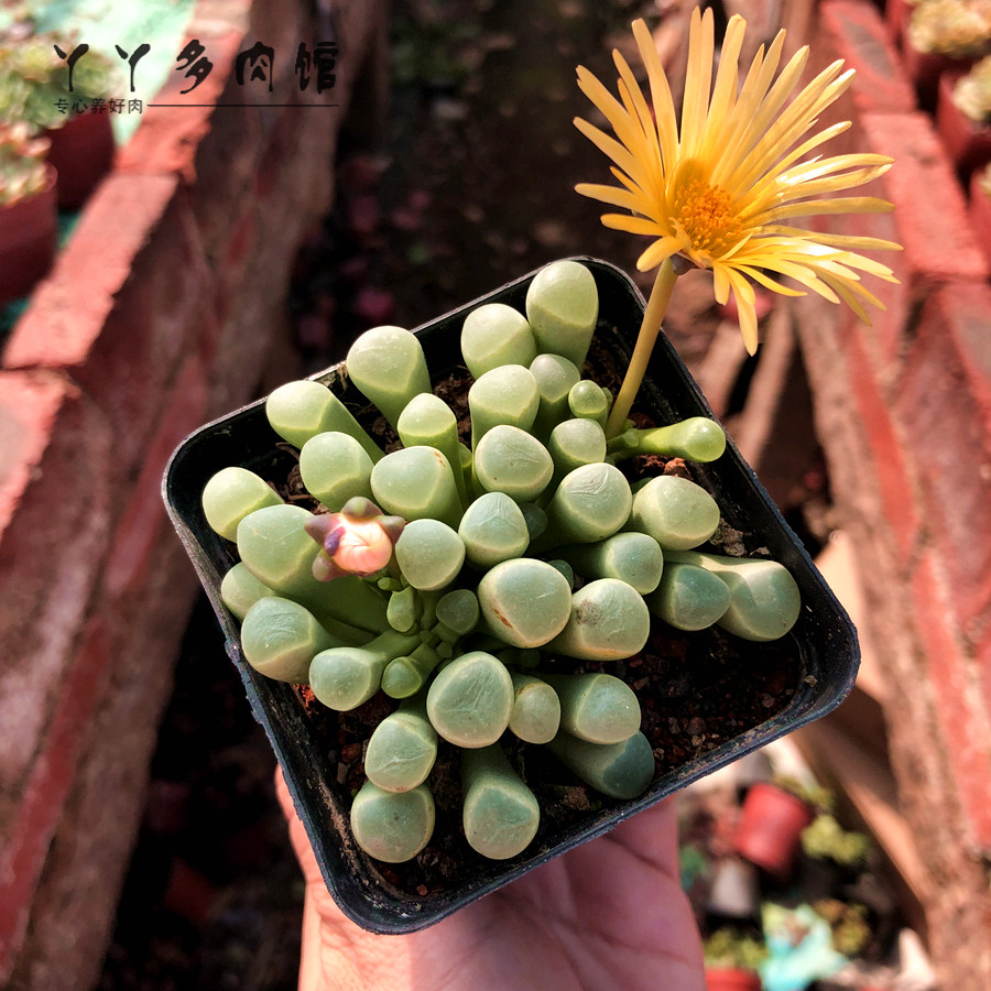 (今日10折)五十铃玉 多肉植物超萌办公室防辐射吸甲醛阳台绿植盆栽新