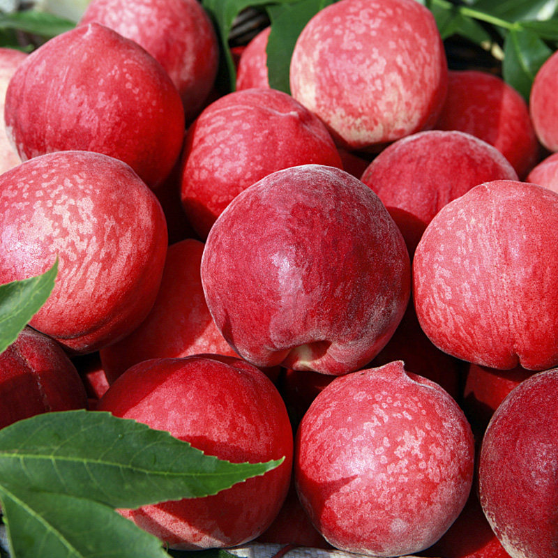 桃子新鲜孕妇水果当季整箱脆甜红心红肉血桃水蜜桃毛桃时令5现摘