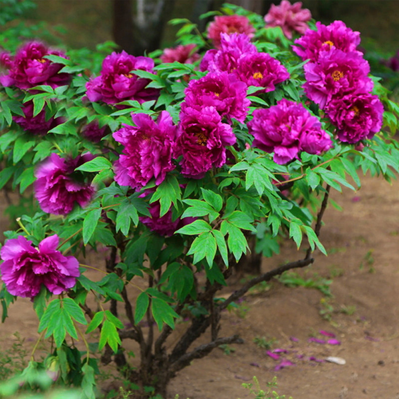 古泽牡丹花苗带花原土大花牡丹花苗牡丹王花苗黑红粉黄牡丹苗大苗
