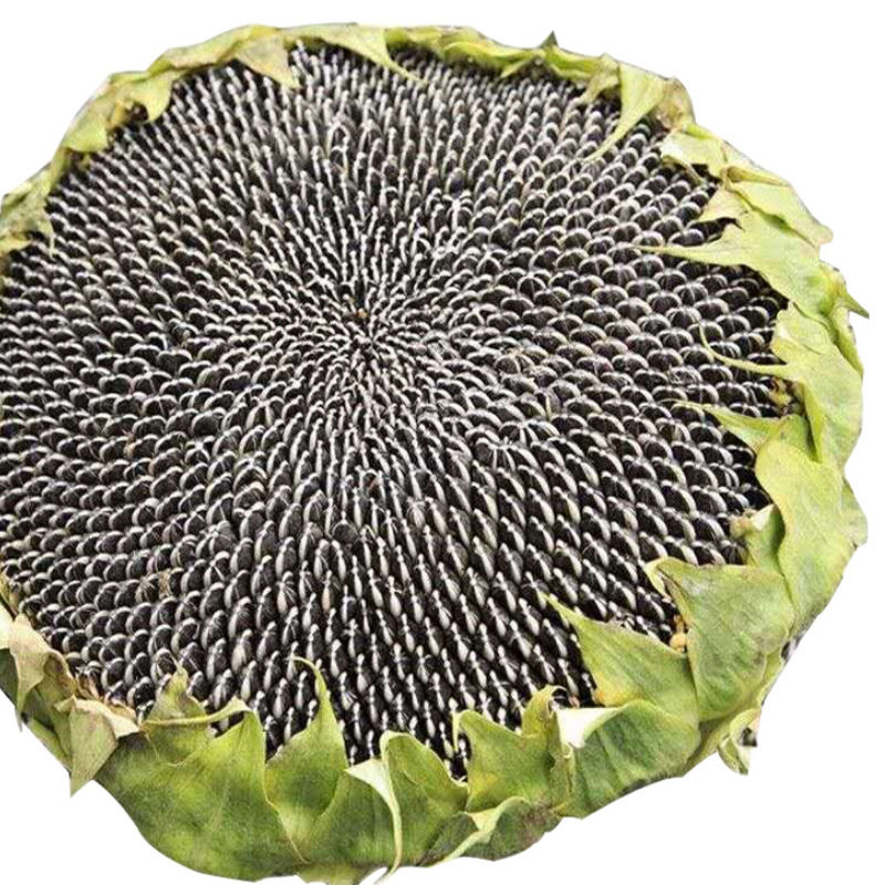 特价清风呤 葵花盘