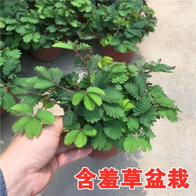 含羞草小盆栽室内阳台植物四季常青易种花卉怕羞草害羞草趣味植物