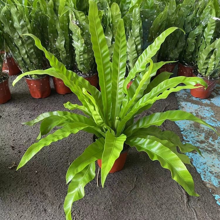 鸟巢蕨盆栽植物花卉绿植基地出货铁线蕨凤尾蕨波斯顿厥室内耐阴盆