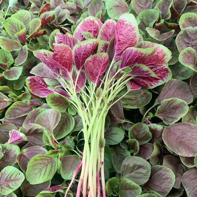 汉菜红圆叶苋菜种籽阳台籽种四季孑柳叶春夏季蔬菜种子菜籽大全