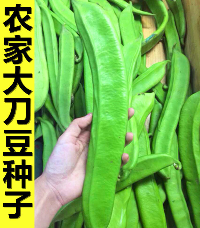 大刀豆种子红籽刀豆早熟四季播巴西豆菜园菜园阳台盆栽爬藤蔬菜
