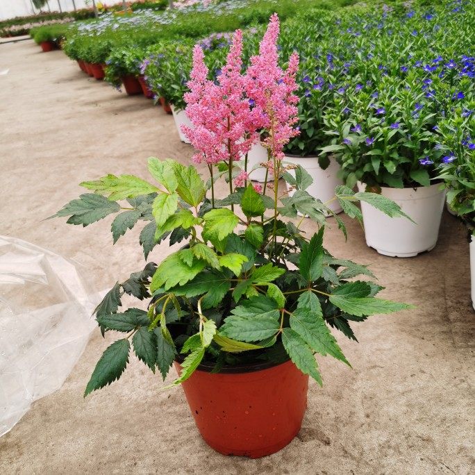 落新妇鲜花盆栽络新妇花苗 带花阳台多年生 庭院花卉宿根植物包邮