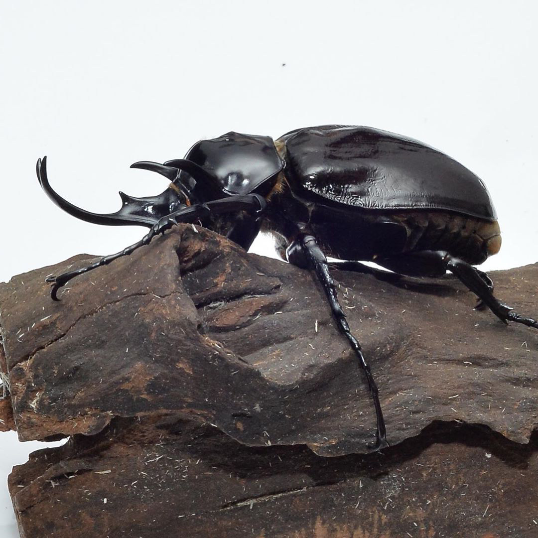 战神大兜虫  megasoma mars 大兜虫 成虫幼虫