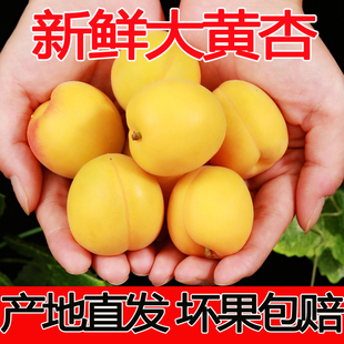 新鲜现摘杏子水果5斤包邮