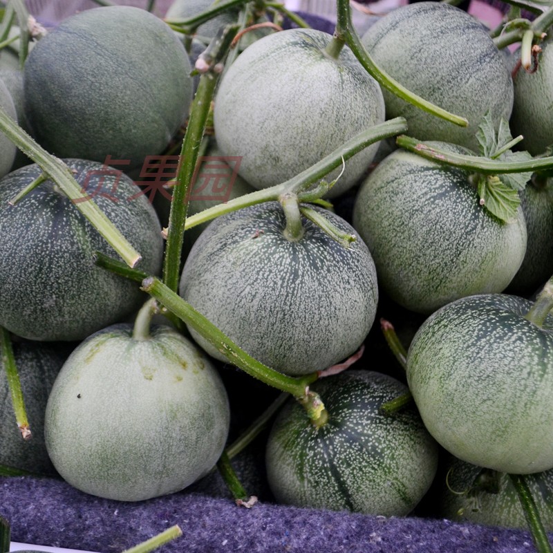 Emerald Melon 5 fresh Season fruit Muskmelon Crisp melon Emerald Small melon Seasonin the Aquatic meat/Fresh fruits and vegetables/Cooked , Fresh fruit , Other category - from Buy2taobao.com to provide professional Taobao agent buy service