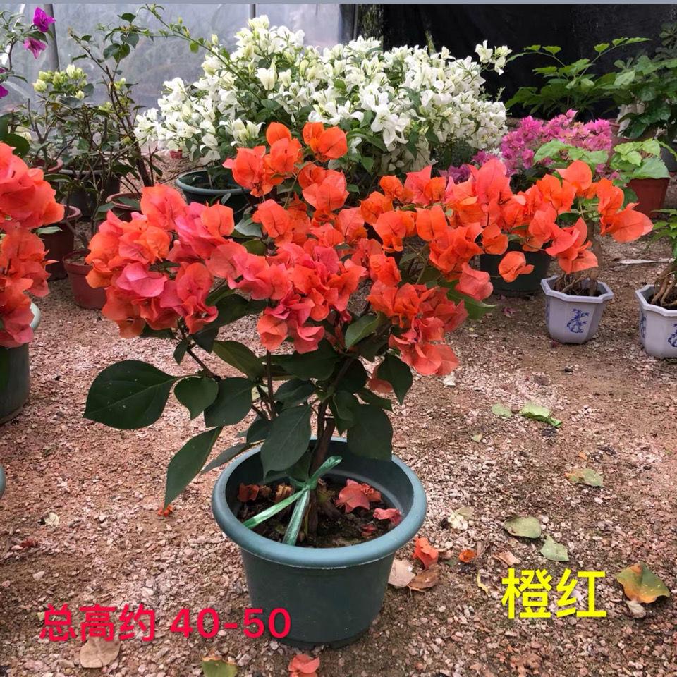绿叶樱花新品种室外绿樱勤花三角梅精品提根高杆红雀好养可爬藤