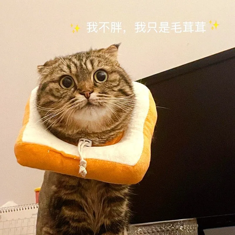 猫咪伊丽莎白圈狗狗头套猫咪项圈防抓