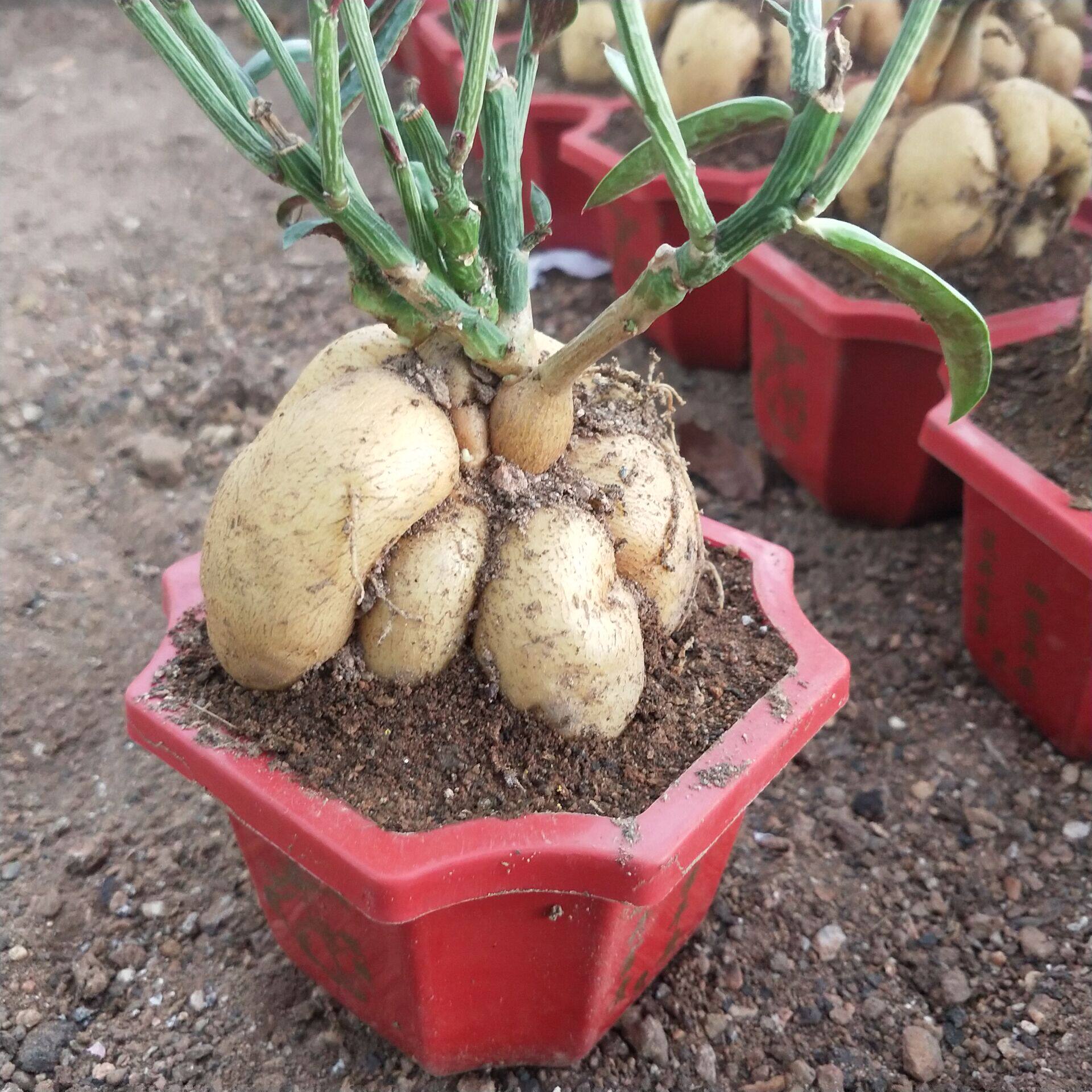 张大叔多肉植物人参大戟 人生大吉 块根径多肉 形状好 办公室小盆