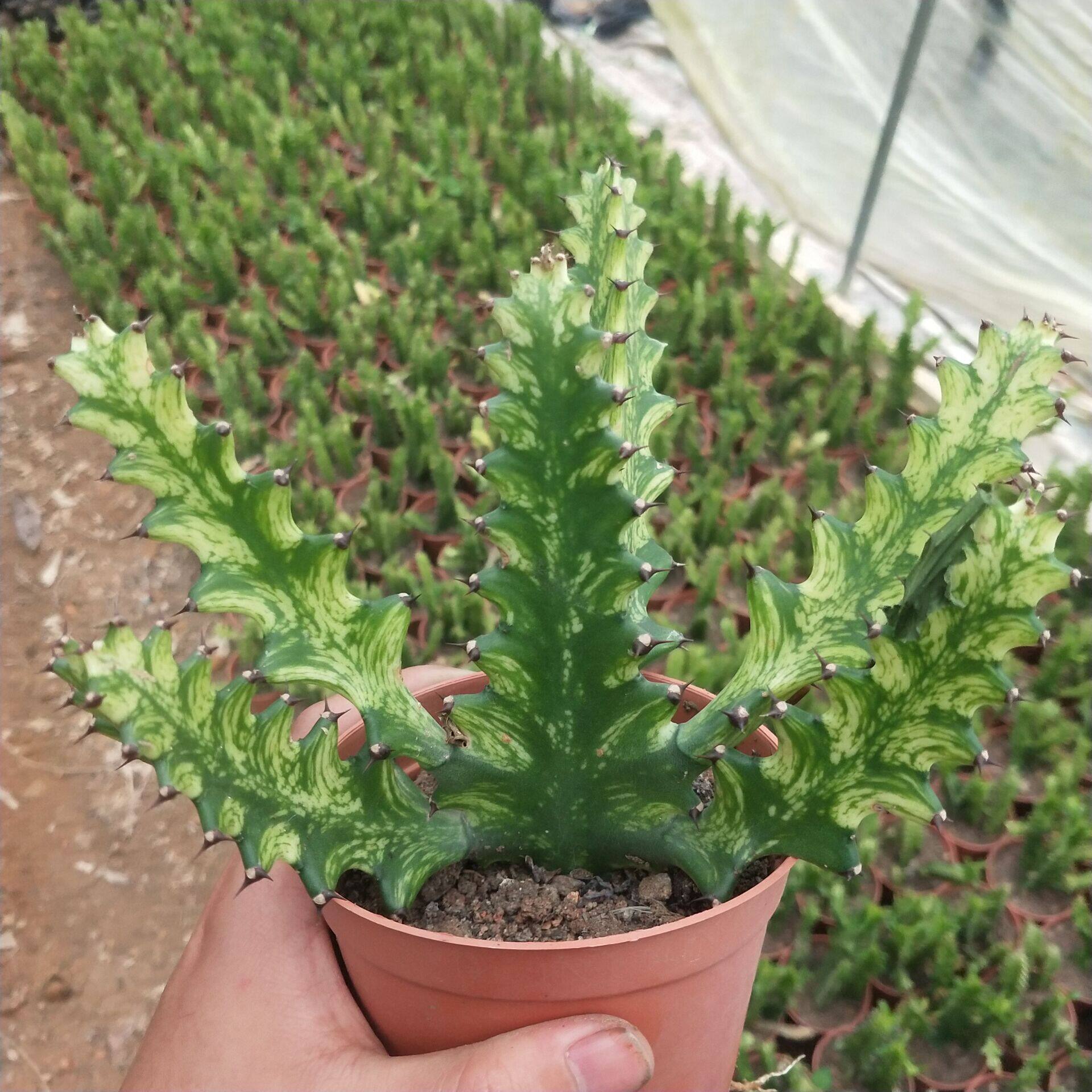 巴西龙骨锦整装新手易养活品种大株戟科庭院阳台美观多肉植物绿植