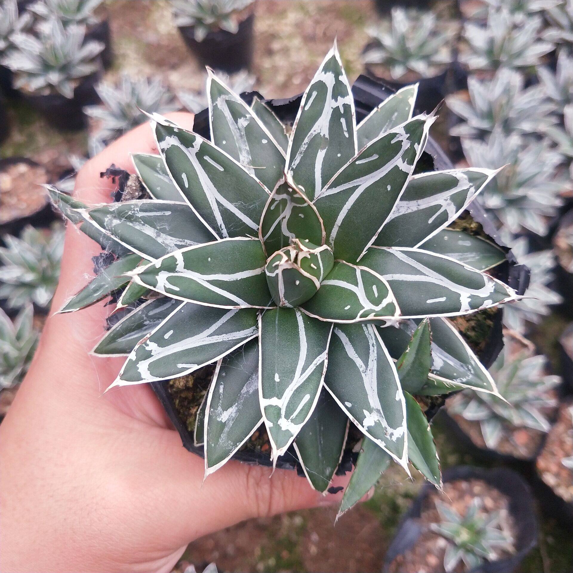 世之雪龙舌兰科办公室阳台庭院美观净化空气多肉植物绿植花卉