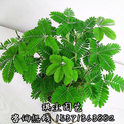 害羞草种子含羞草盆栽植物阳台绿植花卉种子怕羞草苗