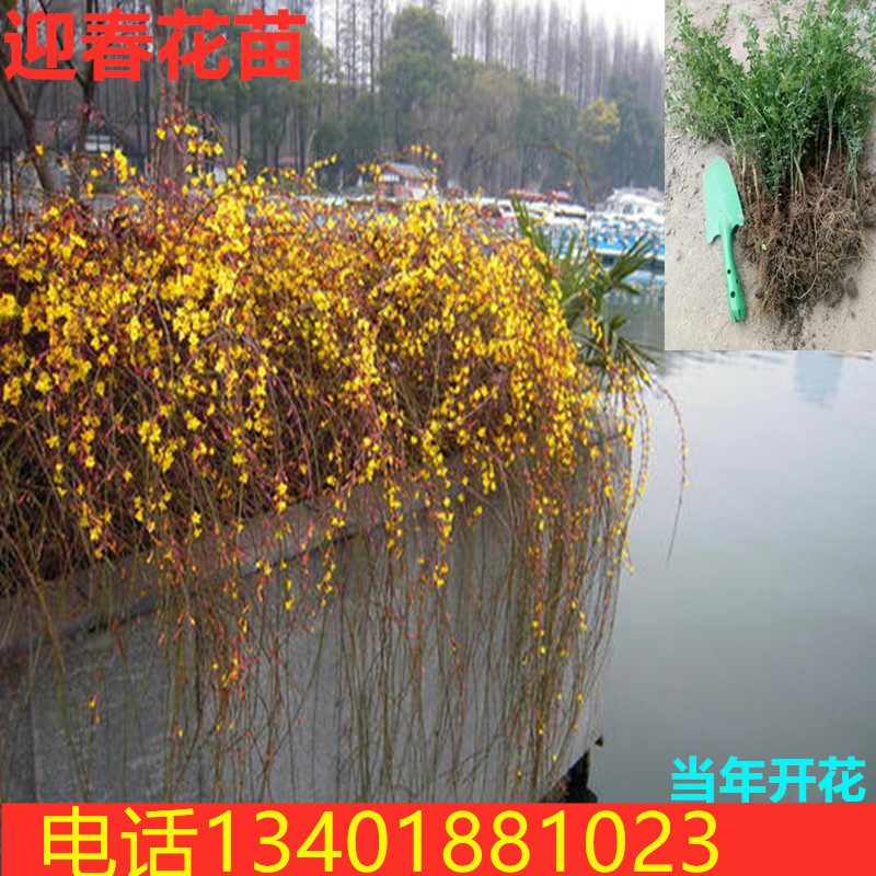 庭院绿化爬藤植物云南黄馨黄色小叶迎春花盆栽树苗迎春小苗南北方