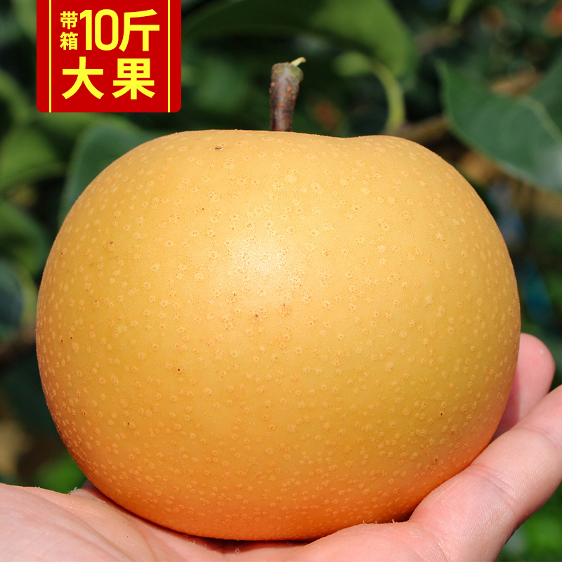 秋月梨子新鲜水果10斤雪梨山东莱阳当季整箱冰糖黄花梨丰水梨包邮在类目 水产肉类/新鲜蔬果/熟食, 新鲜水果, 梨中 - 来自Buy2taobao.com提供专业的淘宝代购服务
