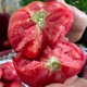 普罗旺斯西红柿新鲜番茄自然熟烟台草莓柿子水果生吃沙瓤4.5斤装