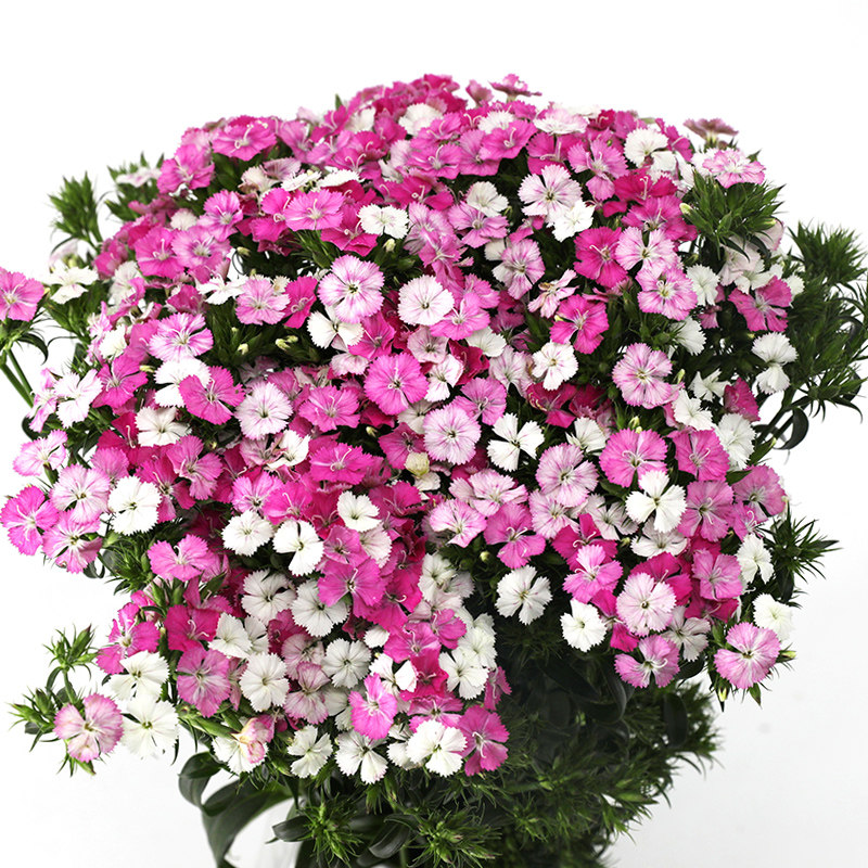 云南昆明斗南相思梅鲜花石竹梅家庭插花办公室用花水养插花直供