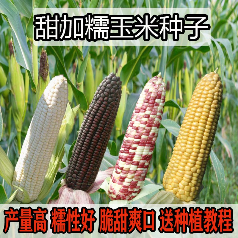甜糯玉米种子高产水果玉米四季早熟黑色黄色白色春秋