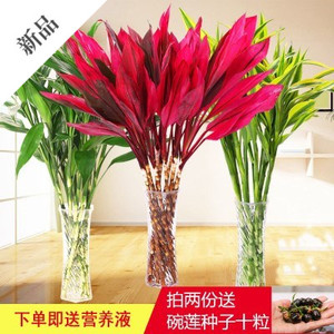 红色紫叶红叶朱焦紫叶富贵竹植物吸甲醛步步高长玻璃瓶发财竹子