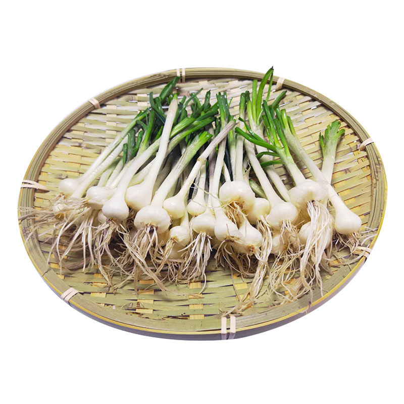 小根蒜野生-特价促销-优惠券领取-价格|多少钱|什么牌子好-35优惠券