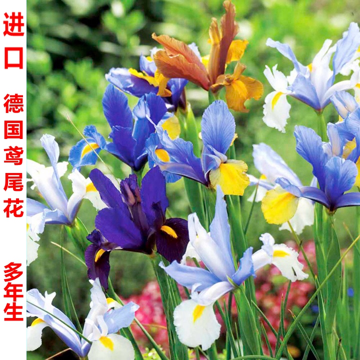 包邮德国大花鸢尾种球根室内盆栽地栽花苗庭院花卉植物耐寒四季青在类目 鲜花速递/花卉仿真/绿植园艺, 花卉/绿植盆栽(新), 花卉中 - 来自Buy2taobao.com提供专业的淘宝代购服务
