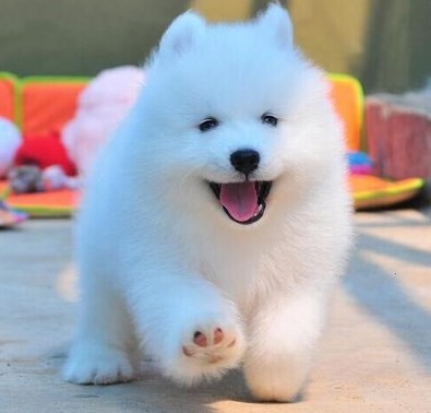 狗狗活幼体宠物幼犬真狗活物活犬纯种萨摩耶小狗动物活的宠物衣服在类目 宠物/宠物食品及用品, 兔类及其用品, 兔中 - 来自Buy2taobao.com提供专业的淘宝代购服务