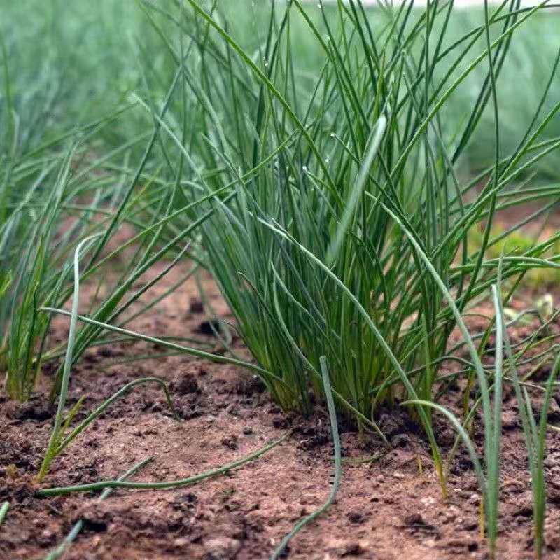 甘肃民勤沙葱蒙古韭新鲜蔬菜饺子馅 券后26元包邮