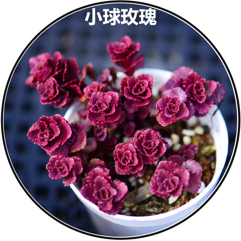 小球玫瑰老桩