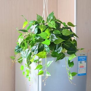 仿真墙壁上挂植物塑料盆栽垂吊大假绿萝叶藤条客T厅室内外绿植花