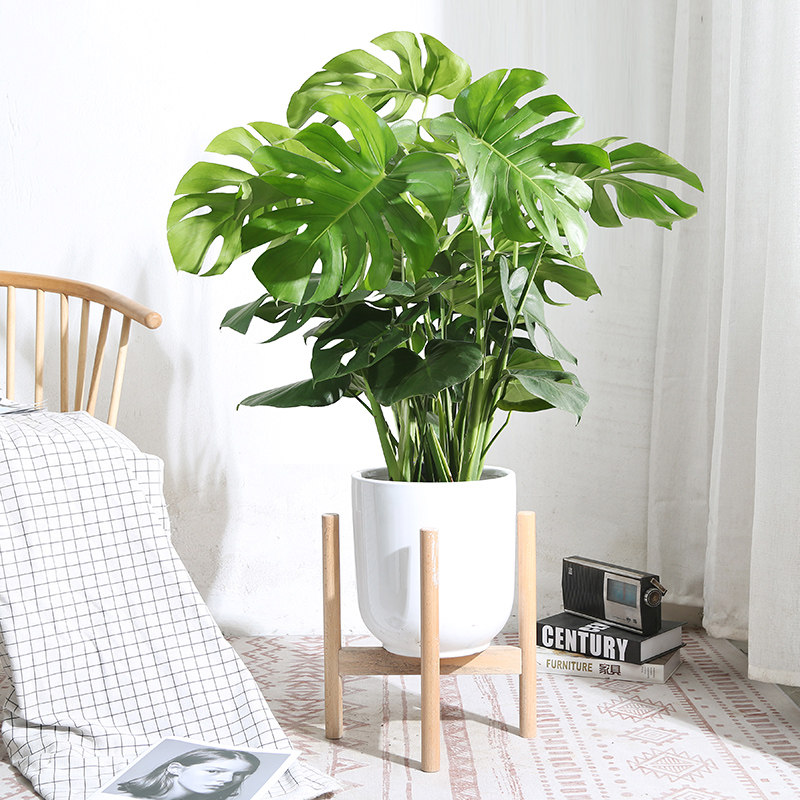 龟背竹盆栽室内大植物客厅净化空气吸甲醛卧室阳台防辐射观叶绿植