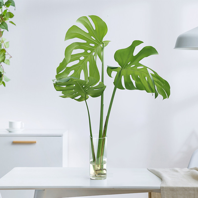 龟背竹水培植物大型水养植物室内卧室卫生间绿植老桩龟背竹大盆栽