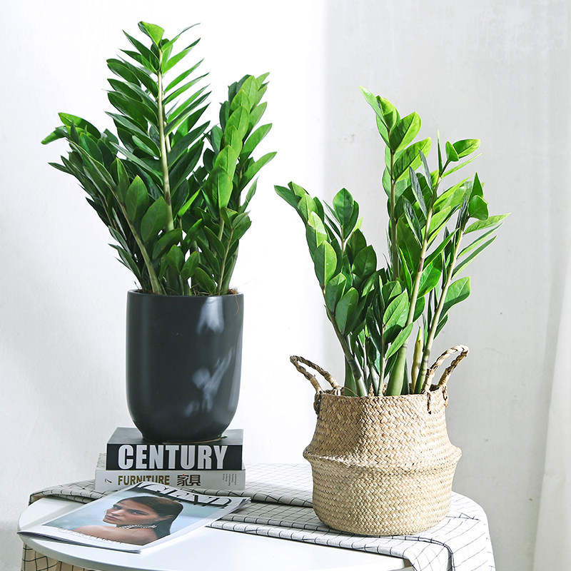 植物 卧室_金钱树盆栽室内净化空气办公室防辐射吸甲醛客厅卧室招财