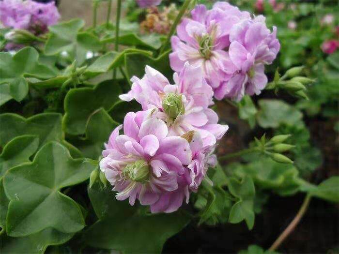 绿眼睛 香叶垂吊天竺葵蔓天包对版小天花苗四季盆栽阳台花卉雀园