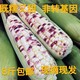 广西特产新鲜现摘粘黏香玉米非转基因农家10斤白花甜糯玉米3/5斤