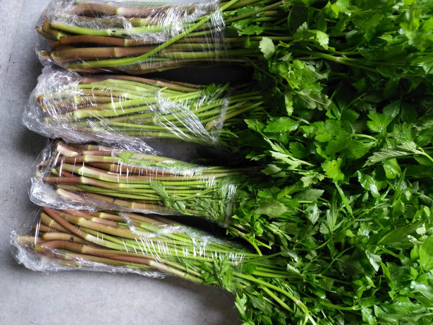 东北特产新鲜野生山菜山野菜大叶芹山芹菜2斤装包邮顺丰空运