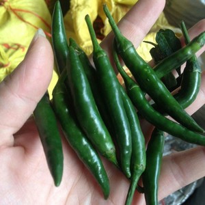 绿色小米辣图片