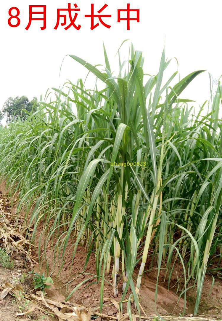 绿皮甘蔗