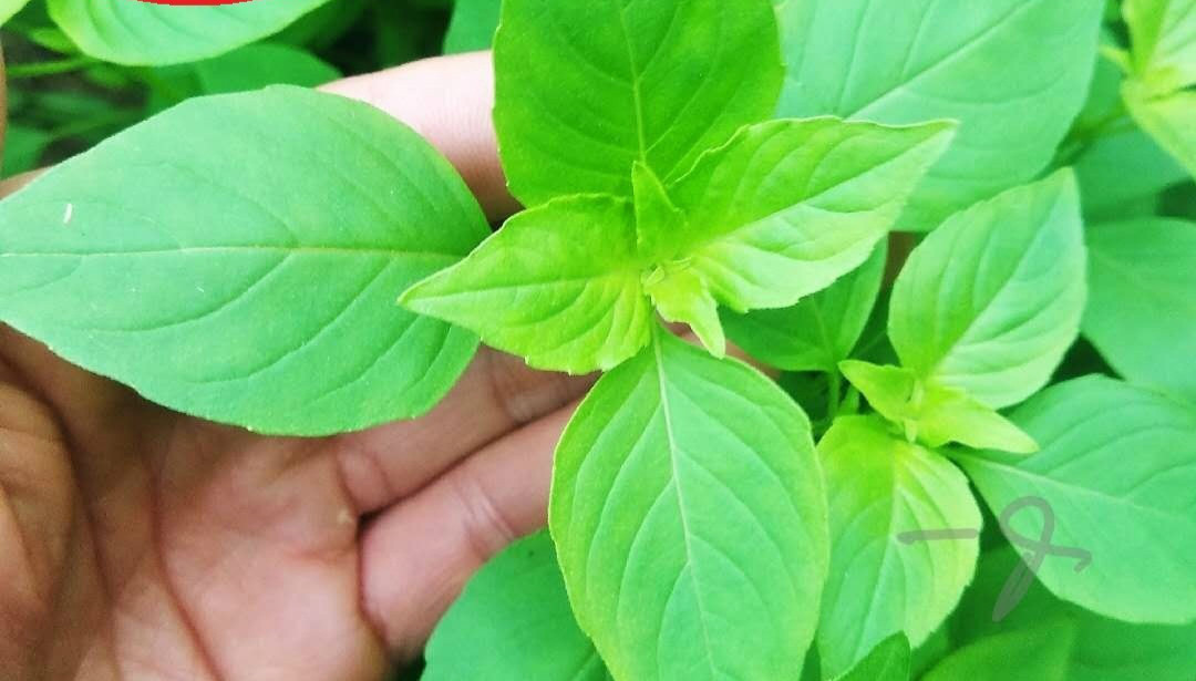 荆芥菜新鲜1斤河南大叶荆菜茎芥菜调味菜蔬菜现摘现发货冰鲜包邮