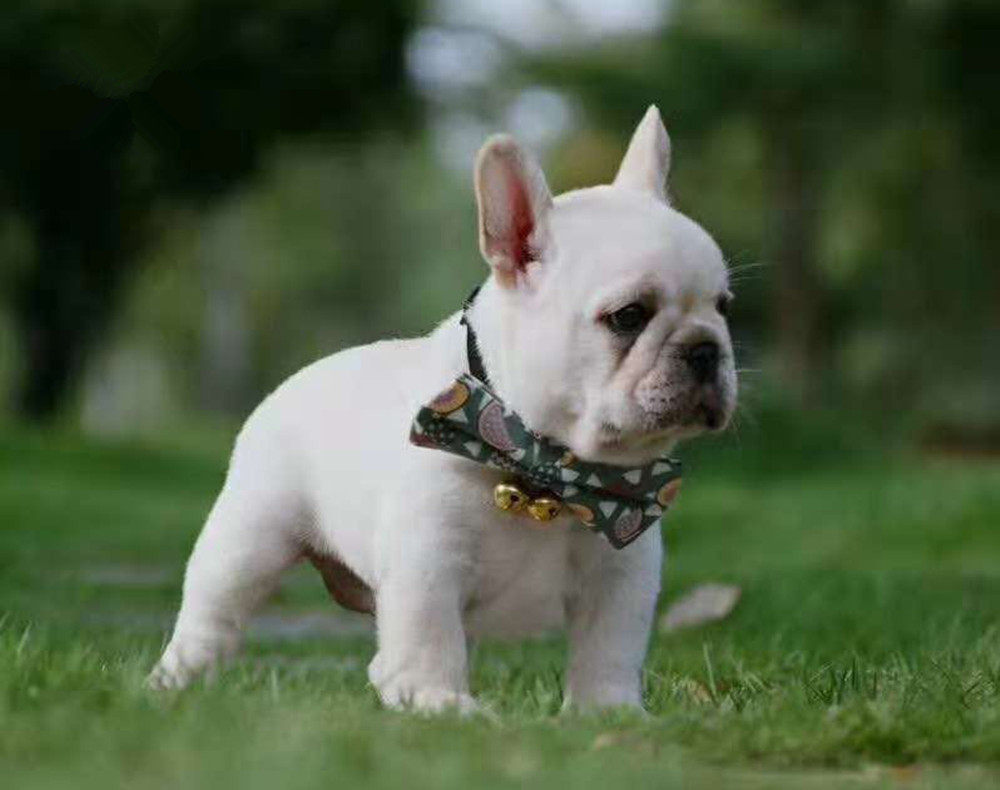 斗牛犬活体 幼崽_法斗幼犬纯种法国斗牛犬短毛憨厚可爱动物真狗活物