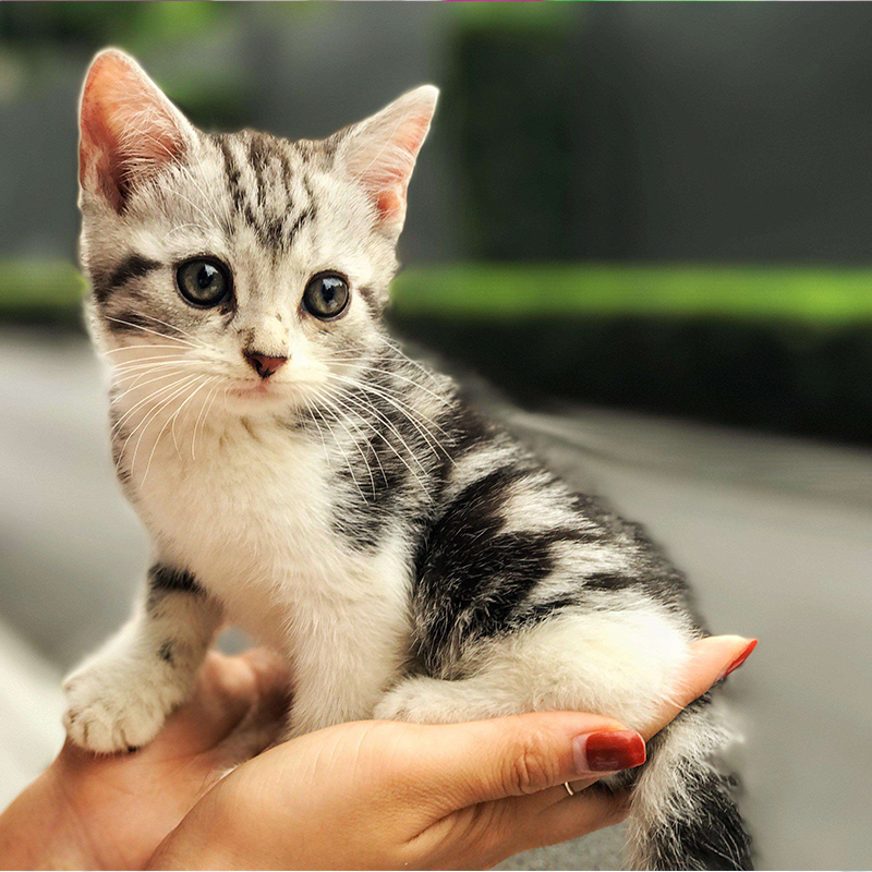 美国短毛猫_美短猫幼猫活体宠物猫纯种出售美国短毛猫美洲短毛虎纹猫