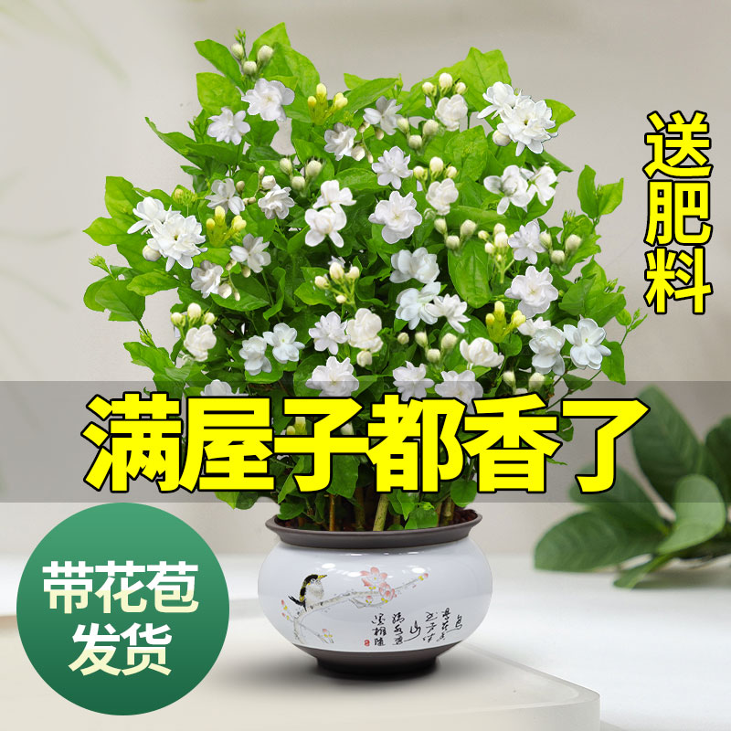 茉莉花苗盆栽带花苞九里香老桩驱蚊花