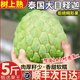 顺丰 5斤泰国大目释迦果新鲜水果当季凤梨番荔枝大果林檎佛头包邮