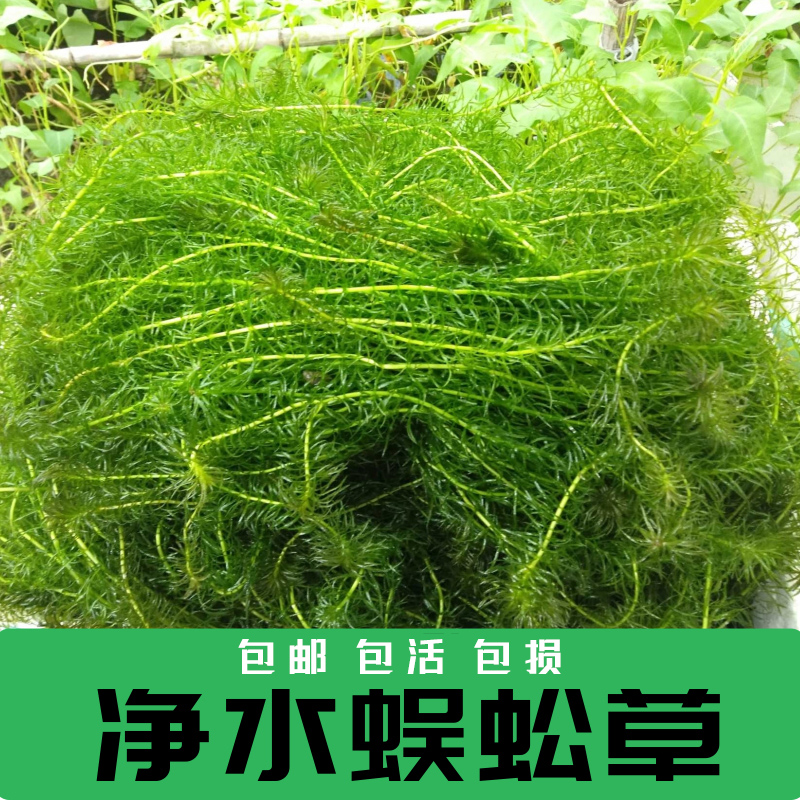 净水植物蜈蚣草淡水鱼缸造景鱼池塘水草金鱼藻绿菊养鱼龟专用新手