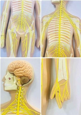 人体神经系统解剖模型图片